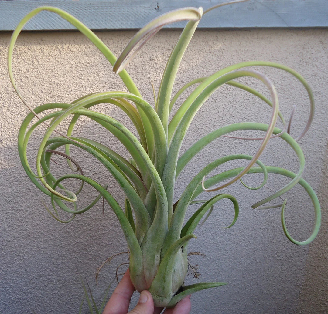 Green Tillandsia herb seeds