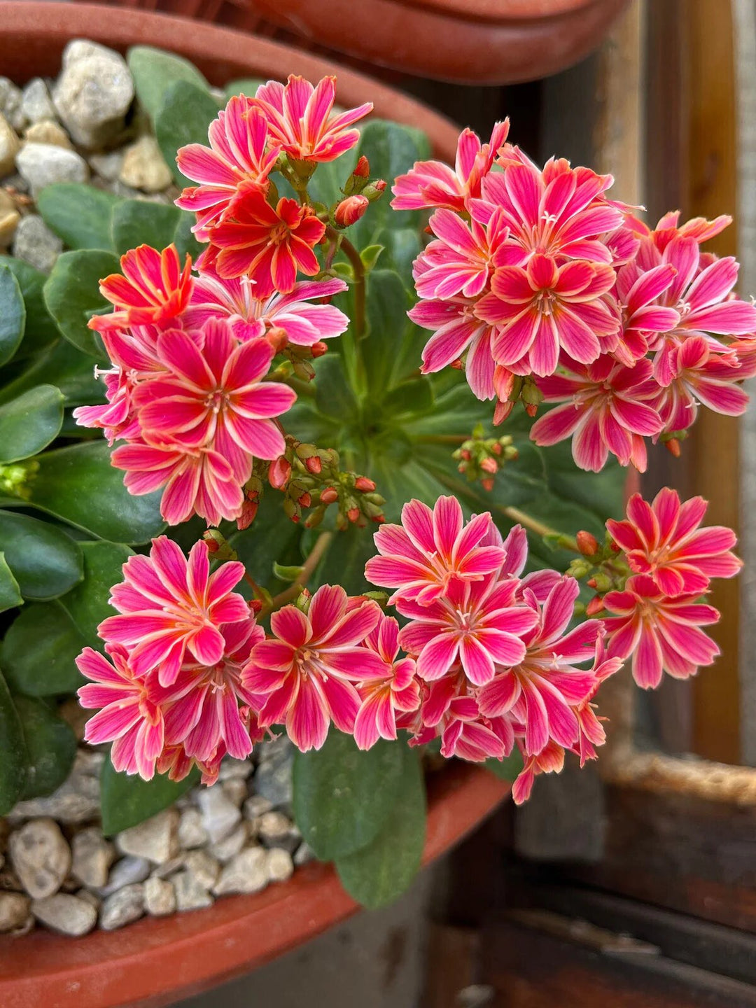 Red Lewisia Flower Seeds – Heirloom, Non-GMO, High Germination Seeds