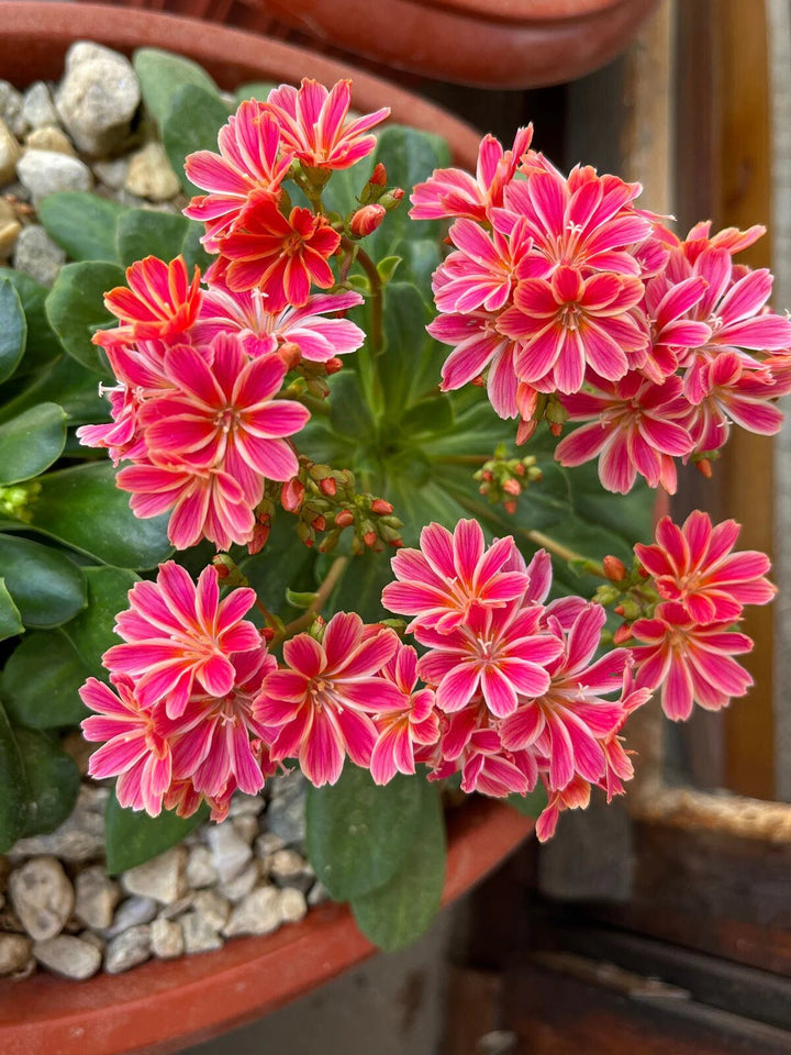 Red Lewisia Flower Seeds – Heirloom, Non-GMO, High Germination Seeds