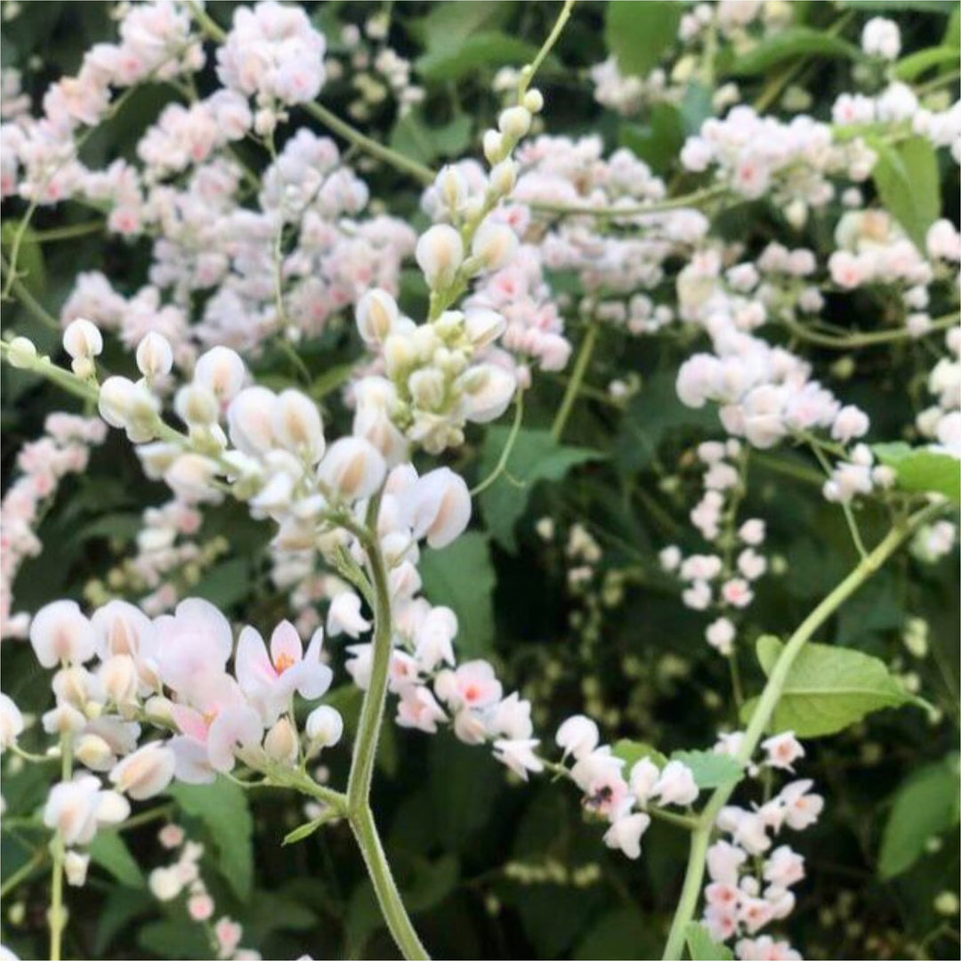 Antigonon Flower Seeds – Heirloom, Non-GMO, High Germination Seeds