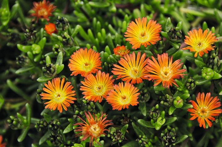 Delosperma Flower Seeds Orange – Heirloom Non-GMO High Germination Seeds