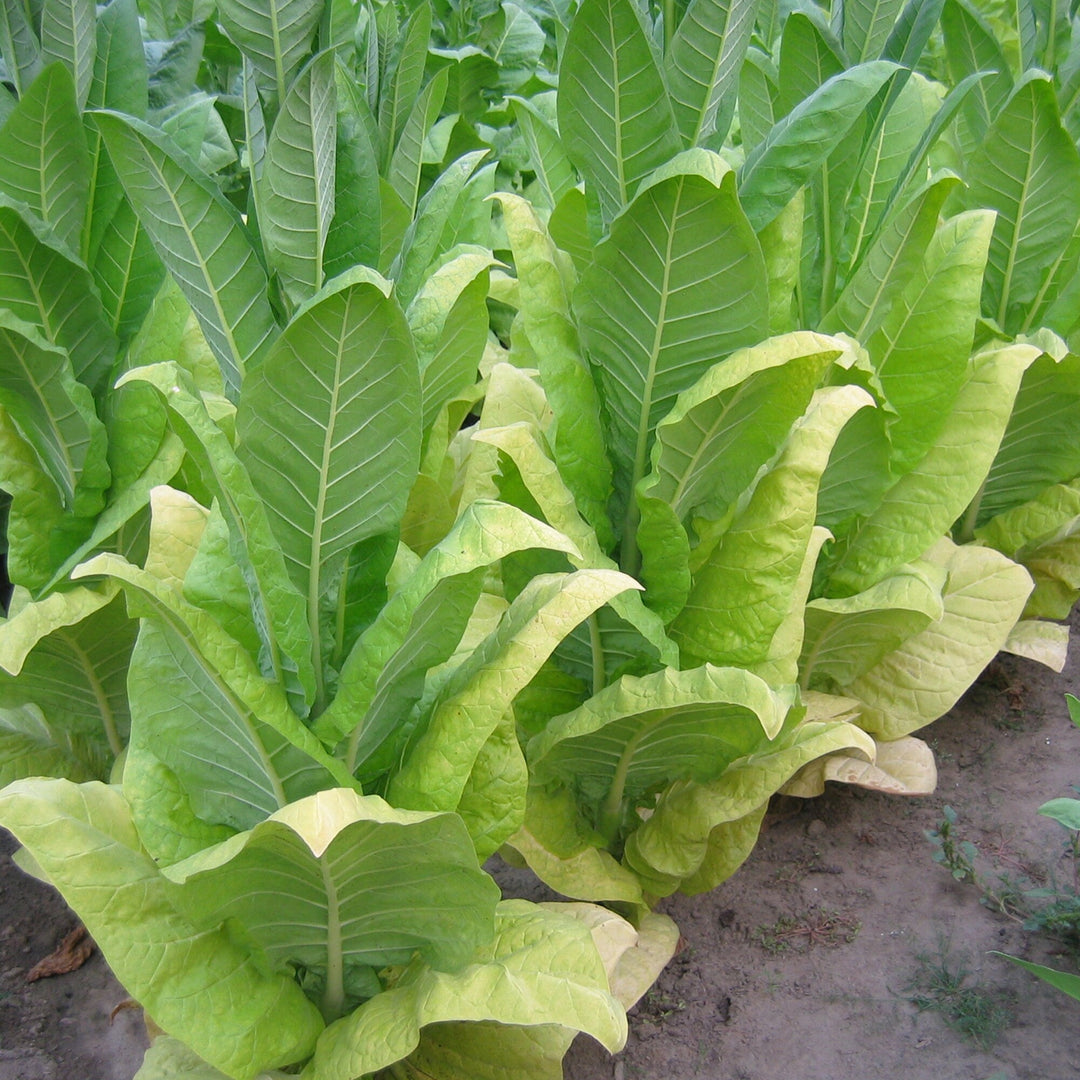 burley tobacco flower seeds