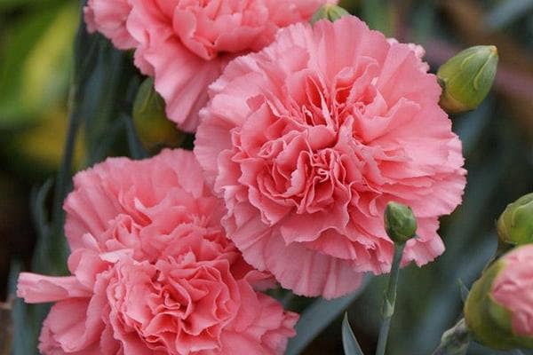 Semillas de flores de clavel rosa Dianthus Caryophyllus – Herencia sin OGM de alta germinación