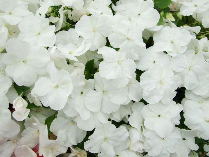 Giant Impatiens Flower Seeds White – Heirloom, Non-GMO, High Germination Seeds