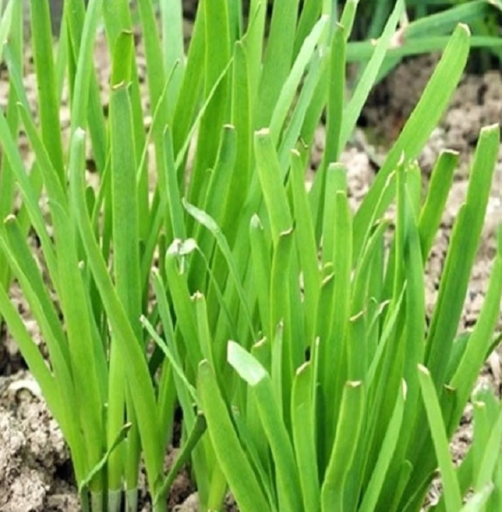 garlic chives flower seeds