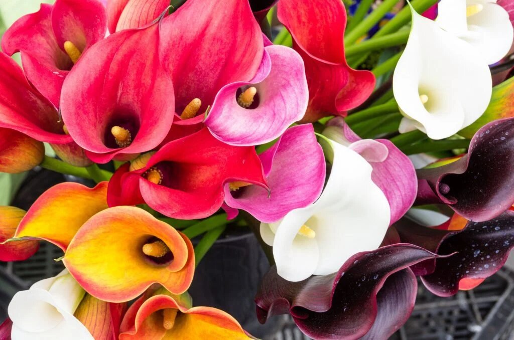 Calibrachoa Flower Seeds Mixed – Heirloom, Non-GMO, High Germination Garden Seeds
