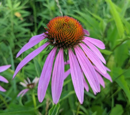 Echinacea Flower Seeds Purple – Heirloom, Non-GMO, High Germination Seeds