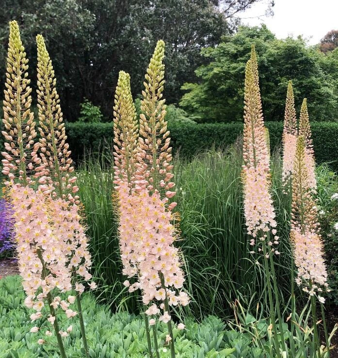 Eremurus Flower Seeds – Heirloom, Non-GMO, High Germination Garden Seeds