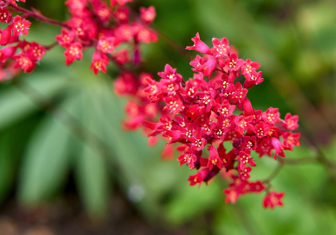 Red Heuchera Flower Seeds – Heirloom, Non-GMO, High Germination Seeds