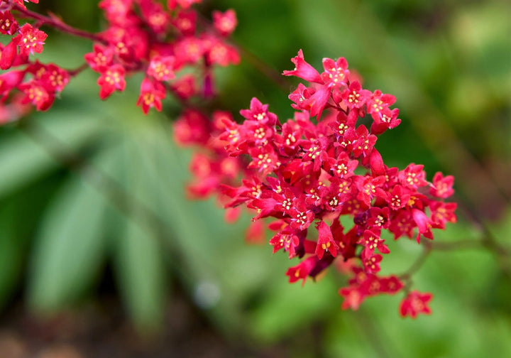 Red Heuchera Flower Seeds – Heirloom, Non-GMO, High Germination Seeds