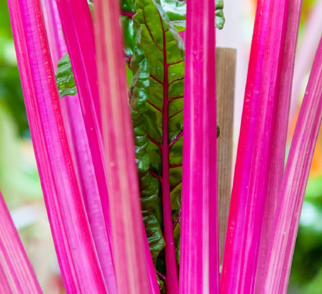 Pink Swiss herb seeds