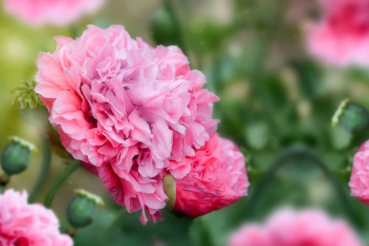 Giant Peony Flower Seeds Pink – Heirloom, Non-GMO, High Germination Seeds