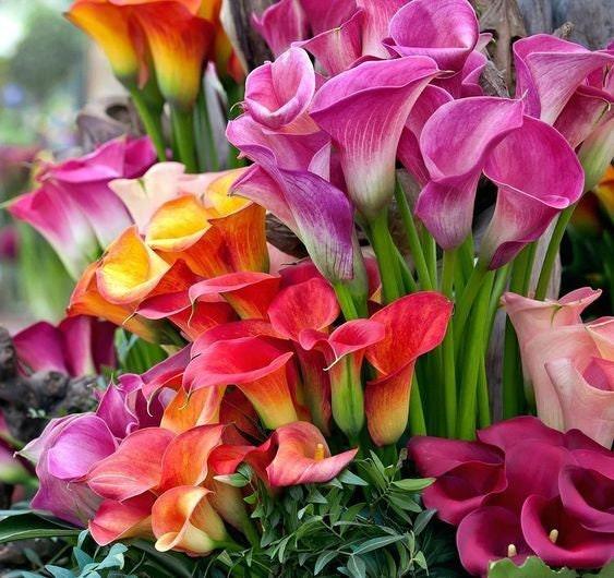Calibrachoa Flower Seeds Mixed – Heirloom, Non-GMO, High Germination Garden Seeds