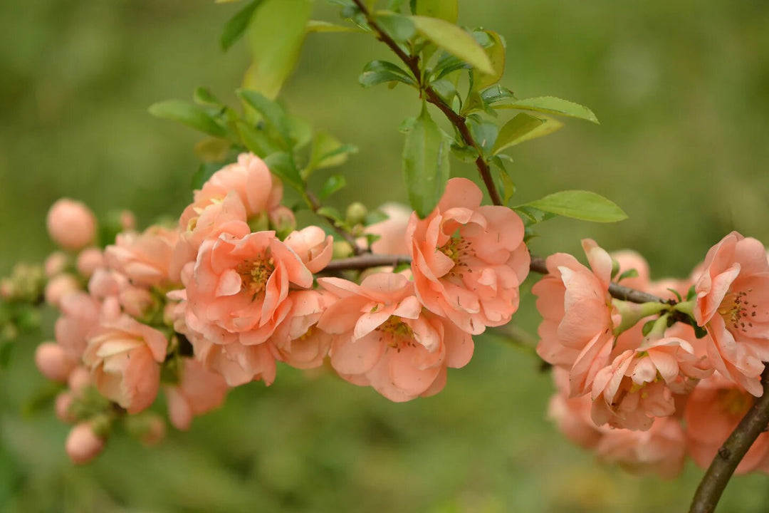 Orange Chaenomeles Cameo Flower Seeds – Heirloom, Non-GMO, High Germination Seeds