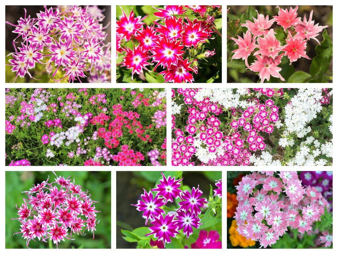 phlox twinkle flower seeds