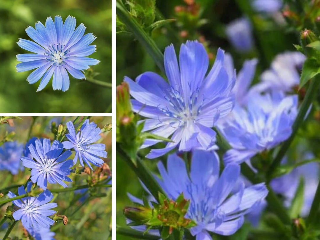 blue chicory flower seeds