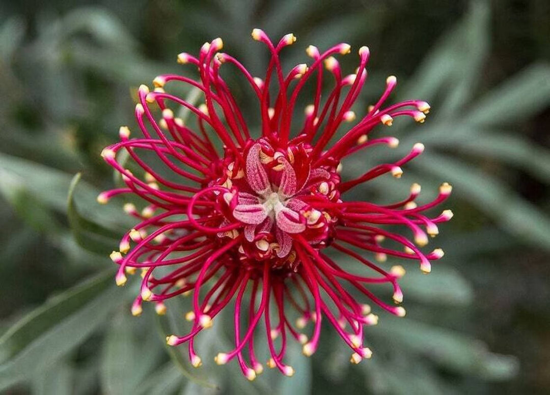 Grevillea Red Flower Seeds – Heirloom Non-GMO High Germination Seeds for Planting
