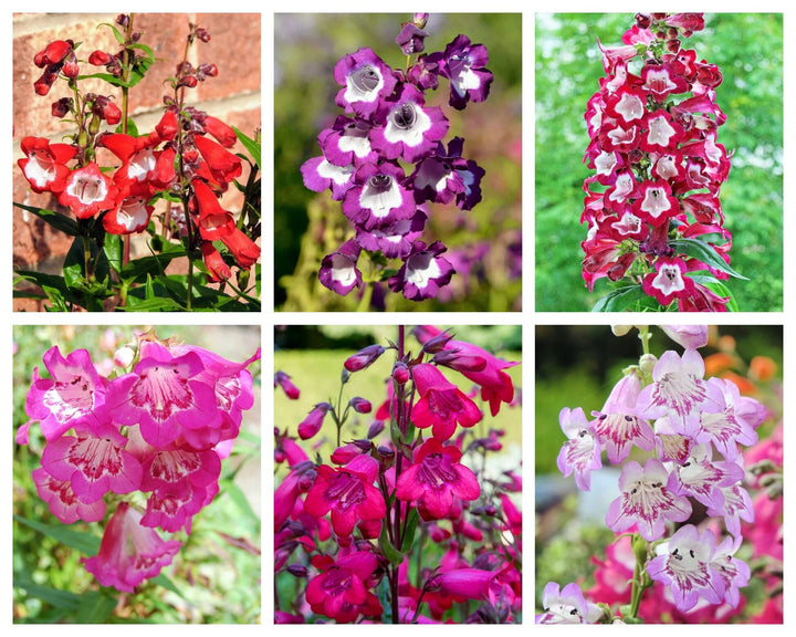 Mixed Penstemon Flower Seeds – Heirloom, Non-GMO, High Germination Seeds