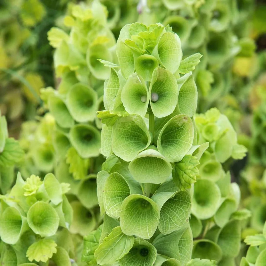 bells of flower seeds