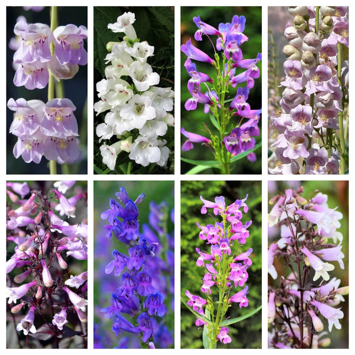 Mixed Penstemon Flower Seeds – Heirloom, Non-GMO, High Germination Seeds