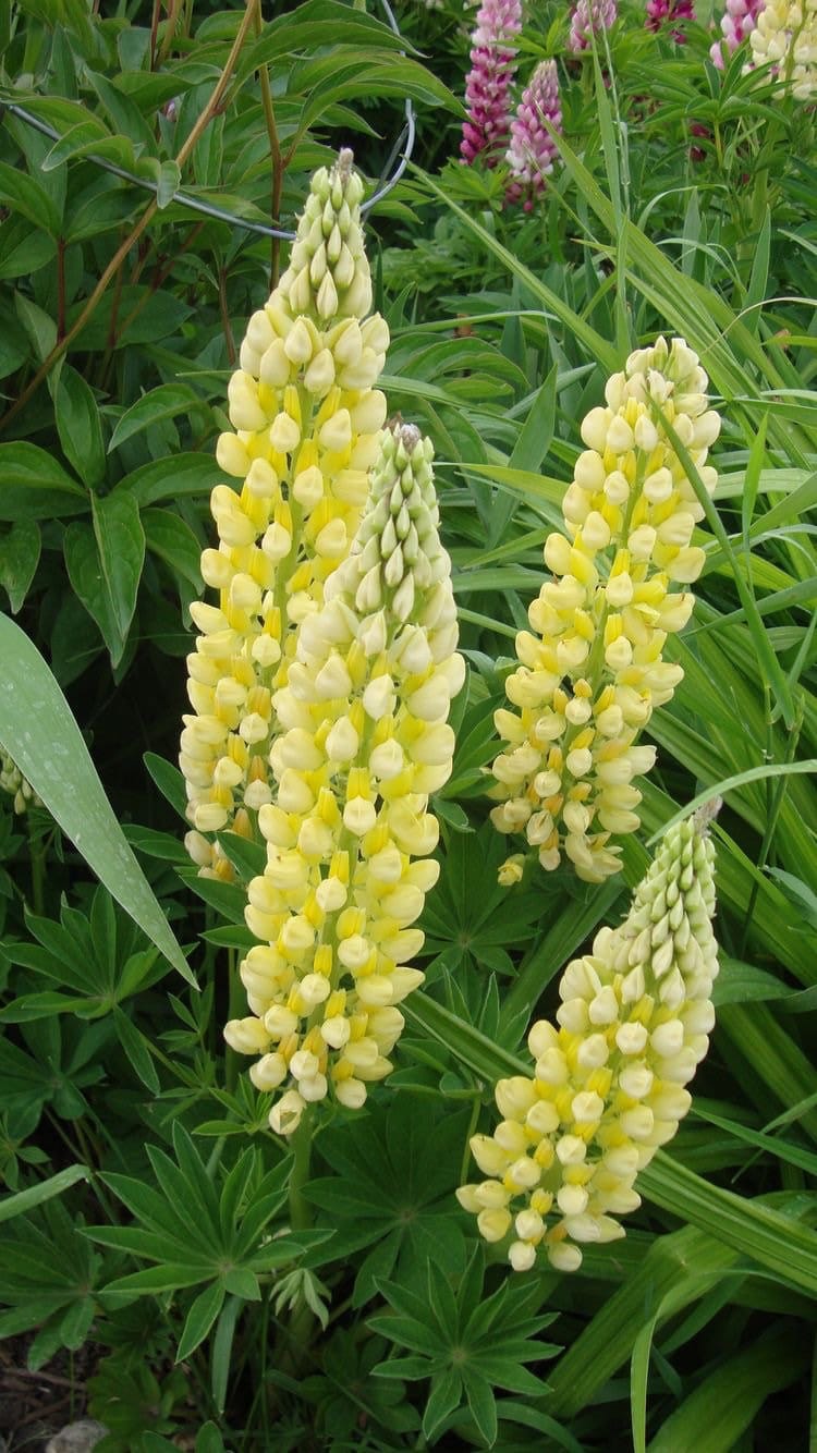 Yellow Lupine Flower Seeds – Heirloom, Non-GMO, High Germination Organic Seeds