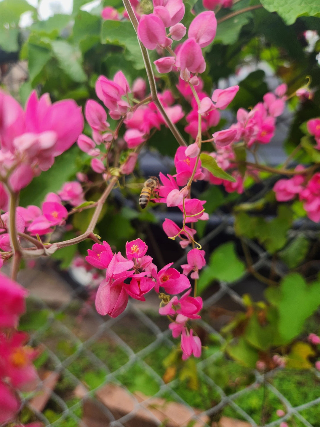 Semillas de flor Leptopus rosado - Heirloom, no modificadas genéticamente, semillas de alta germinación