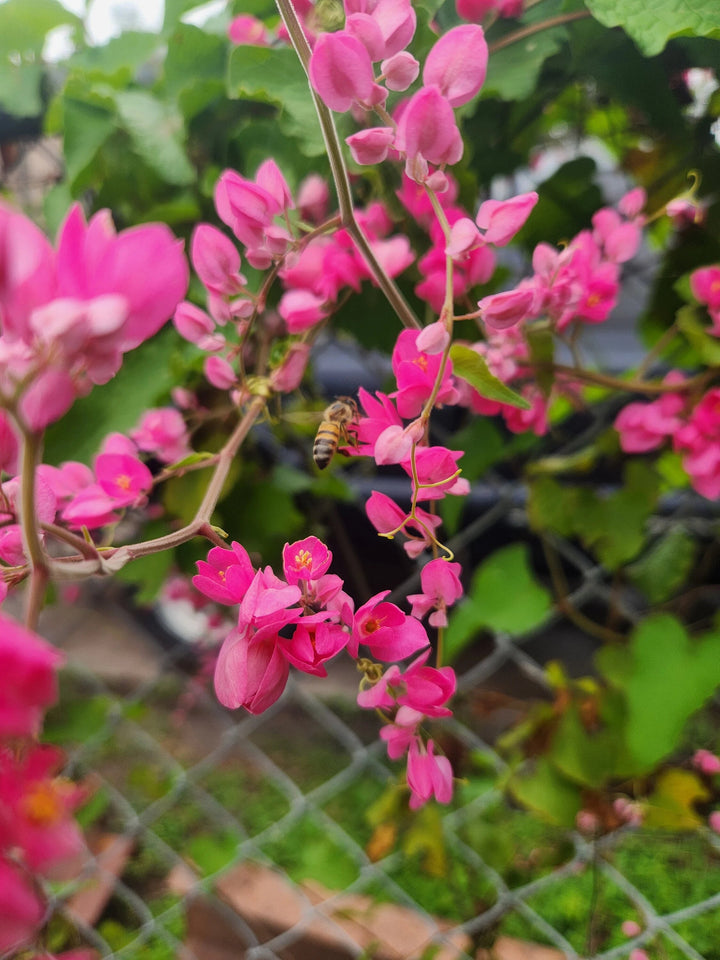 Semillas de flor Leptopus rosado - Heirloom, no modificadas genéticamente, semillas de alta germinación