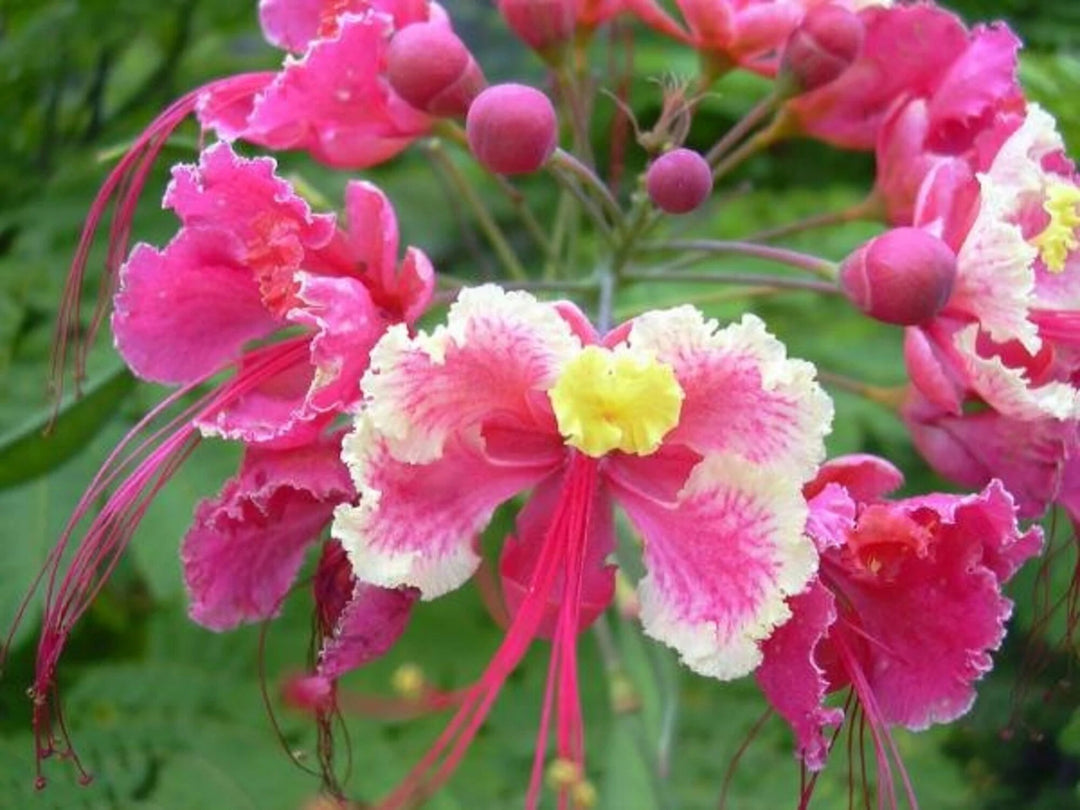 Pink Caesalpinia Flower Seeds – Heirloom, Non-GMO, High Germination Seeds, Organic Garden Seeds, Seeds for Planting