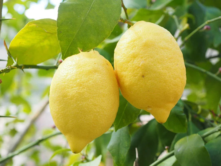Italian Amalfi Lemon Fruit Seeds for Planting – Heirloom, Non-GMO, High Germination Organic Garden Seeds for Planting