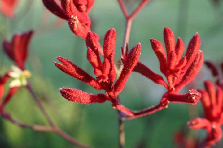 Semillas de flor Pata de Canguro Rojas – Cimera, sin OMG, semillas de alta germinación para plantar