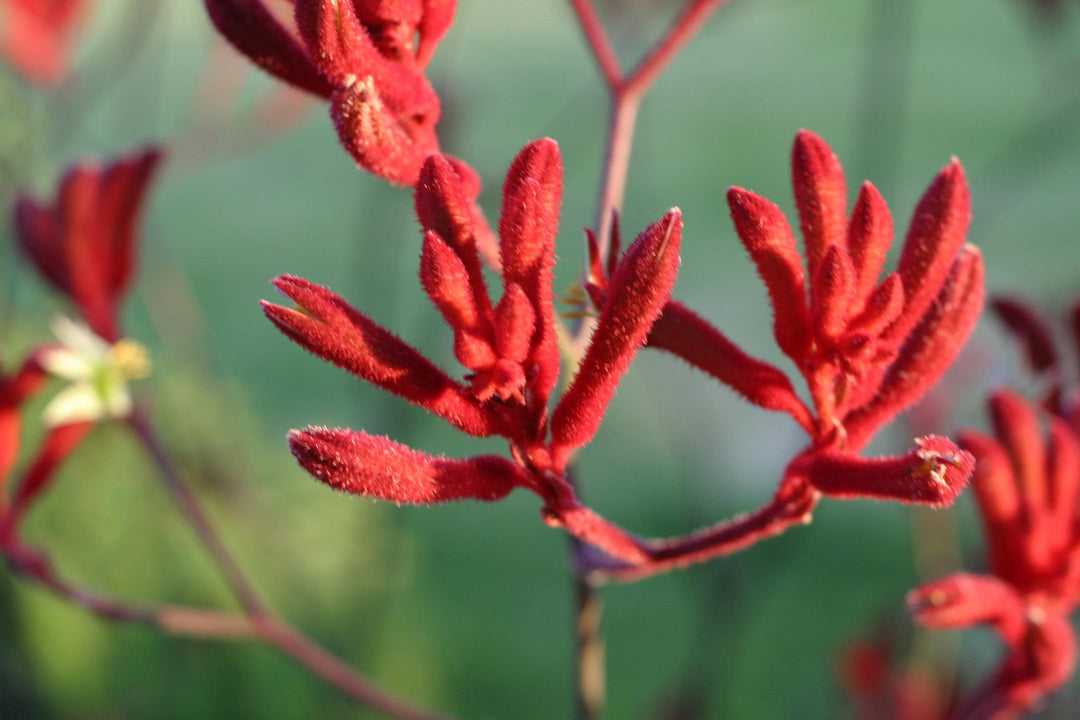 Semillas de flor Pata de Canguro Rojas – Cimera, sin OMG, semillas de alta germinación para plantar