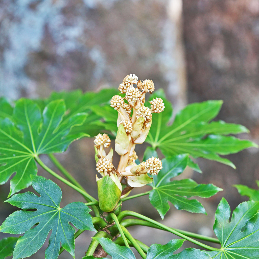 Green Fatsia herb seeds