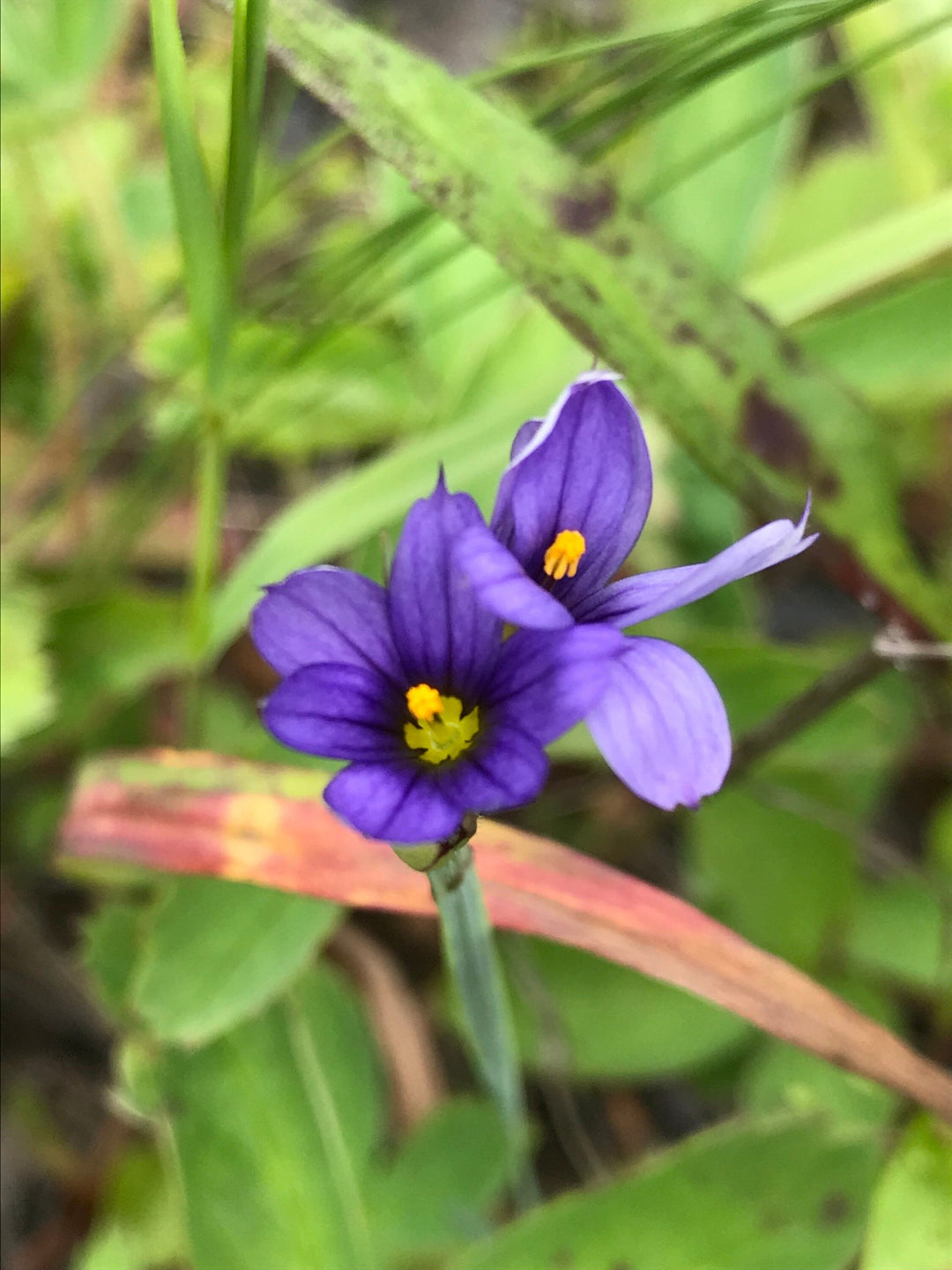 blue sisyrinchium flower seeds