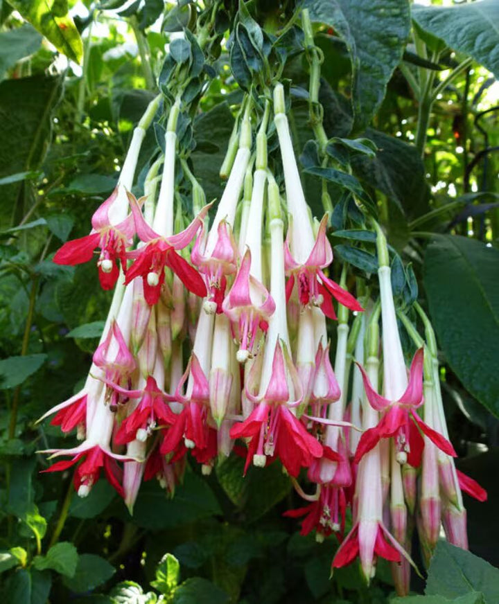 Light Green Fuchsia Seeds for Planting – Heirloom, Non-GMO, High Germination Seeds