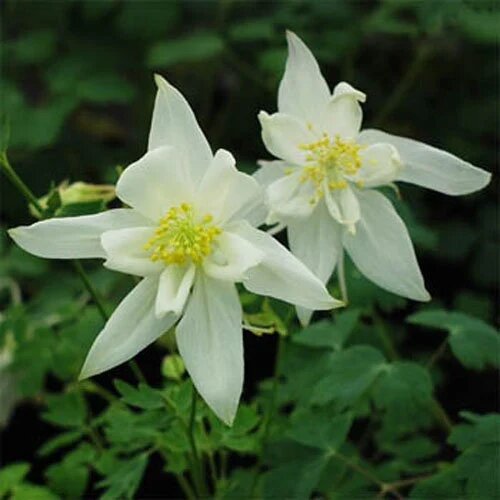 Aquilegia Flower Seeds White for Planting – Heirloom Non-GMO High Germination Organic Seeds