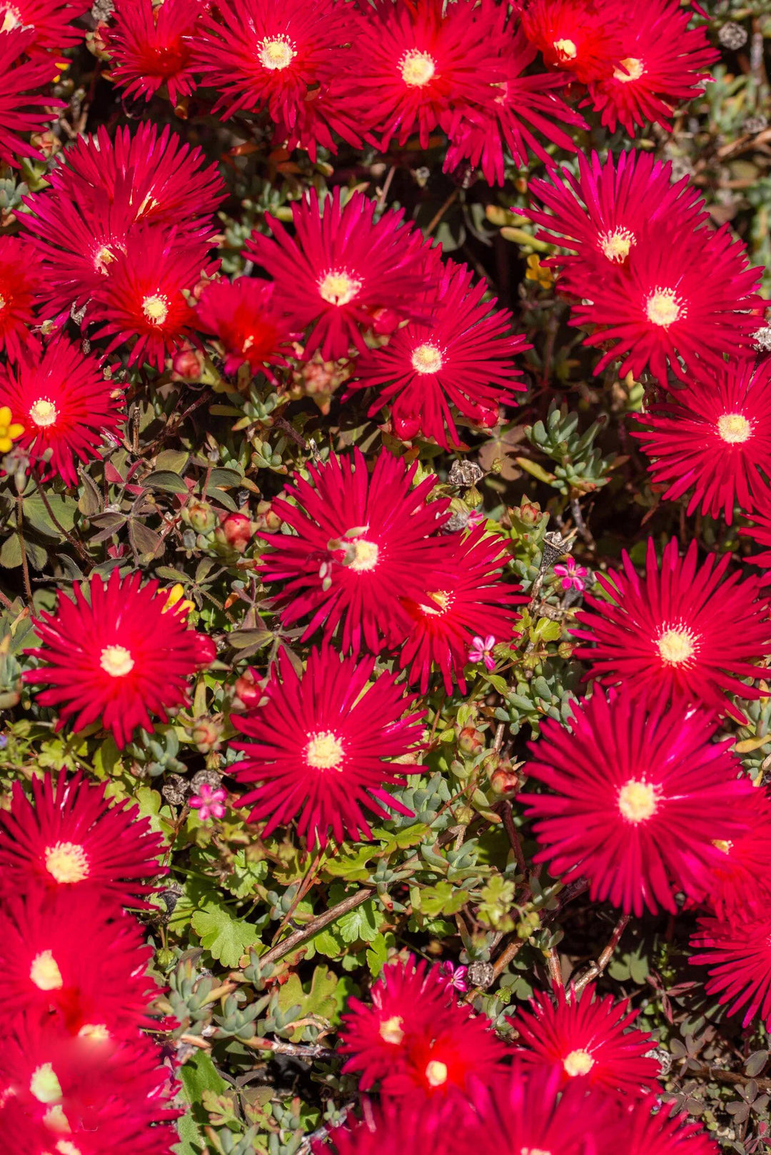 Semillas de Flores Lampranthus Rojas – Variedad Tradicional, No Modificadas Genéticamente, Alta Germinación