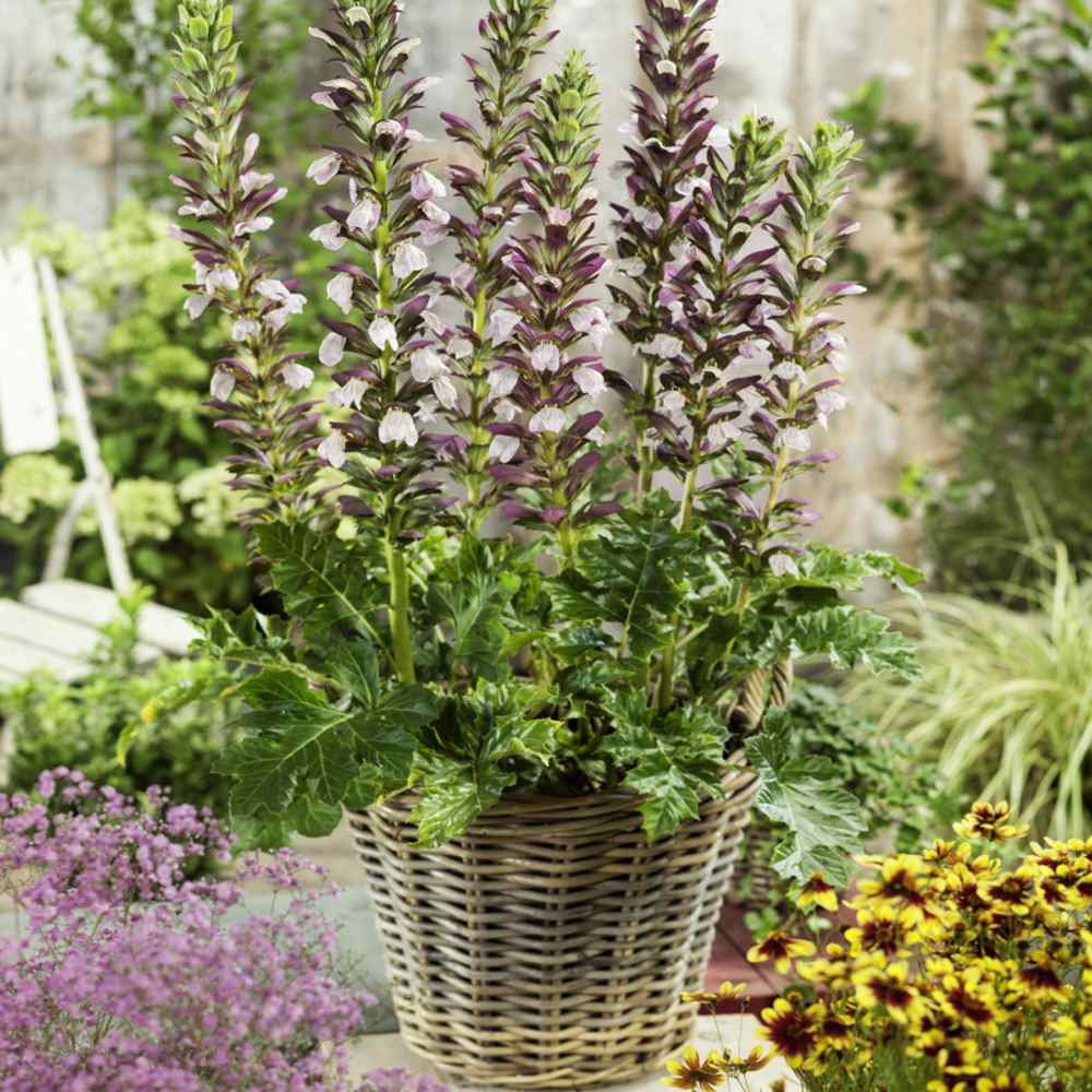 acanthus spinosus flower seeds