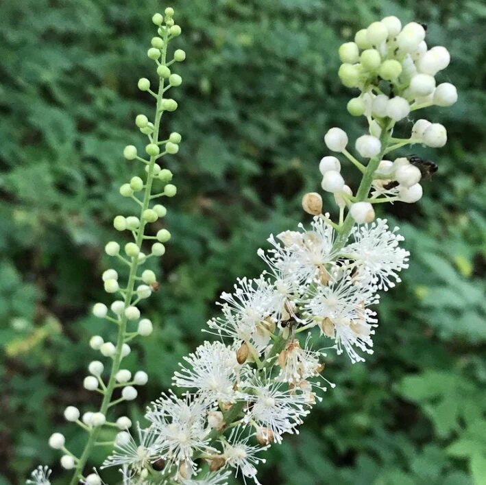 White Cohosh Flower Seeds for Planting – Heirloom Non-GMO High Germination Seeds