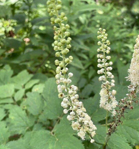 White Cohosh Flower Seeds for Planting – Heirloom Non-GMO High Germination Seeds