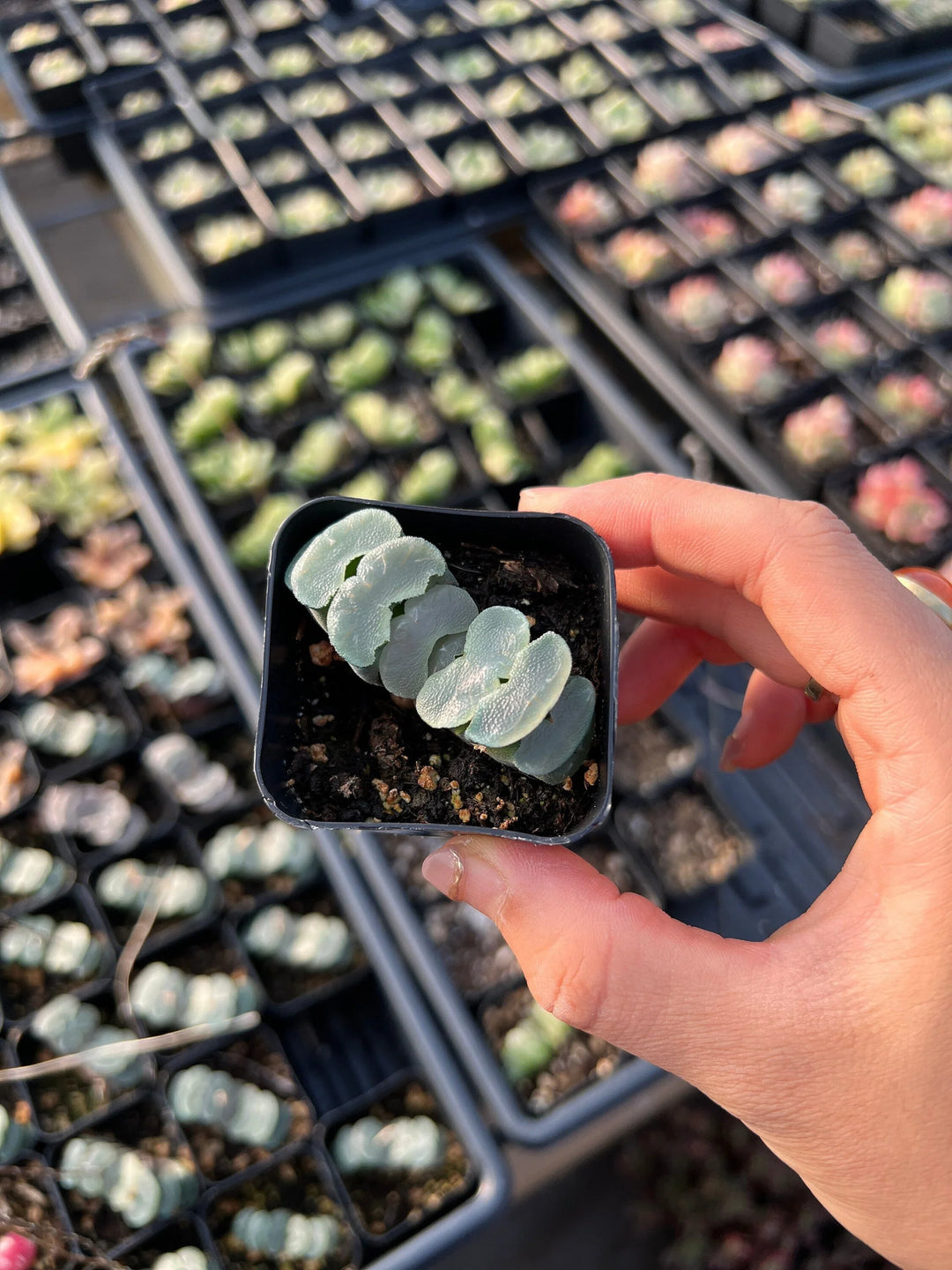 Purple Haworthia herb seeds