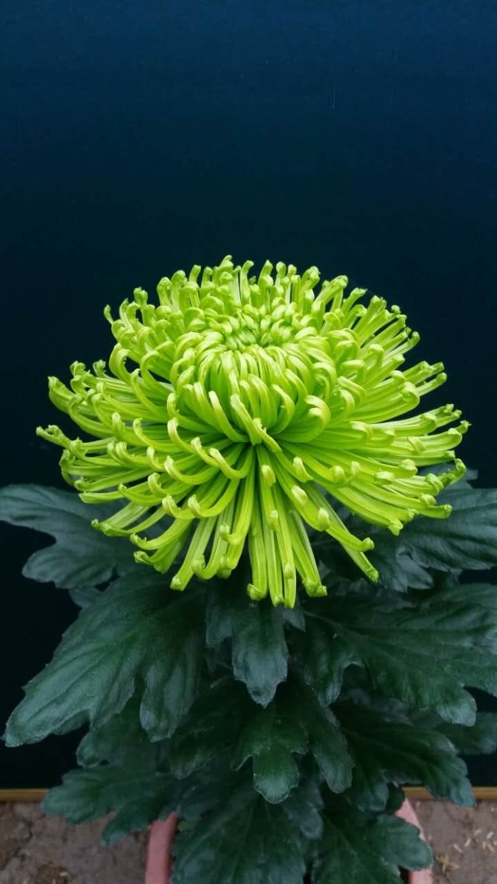 Green Spider Chrysanthemum Courtyard Flower Seeds – Heirloom, Non-GMO Seeds