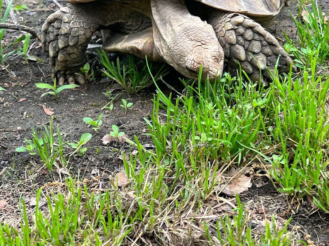 Broadleaf Tortoise herb seeds