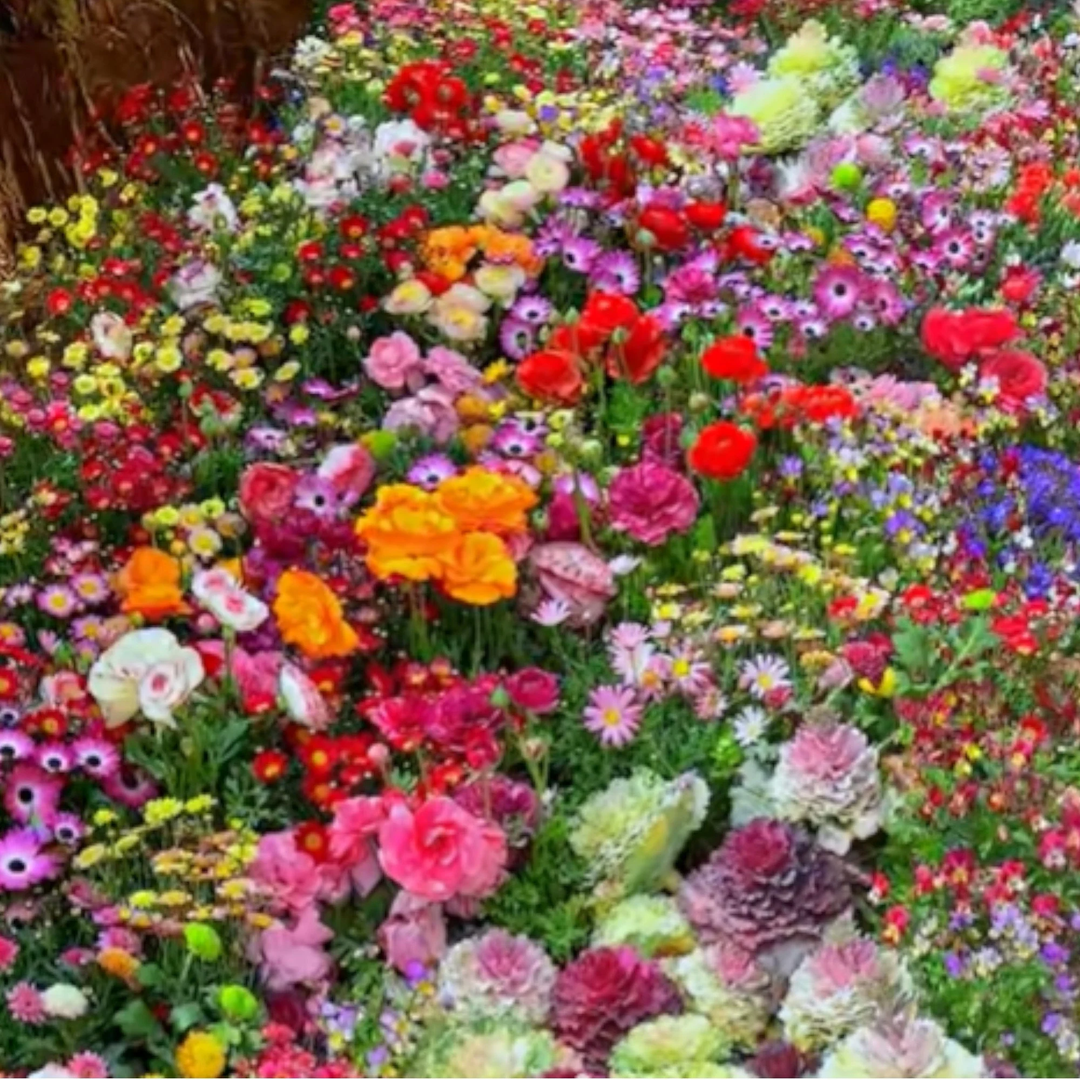 vibrant all flower seeds