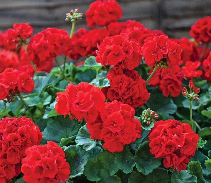 Semillas de geranio rojo Pelargonium – Cimarrón, sin OGM, alta germinación