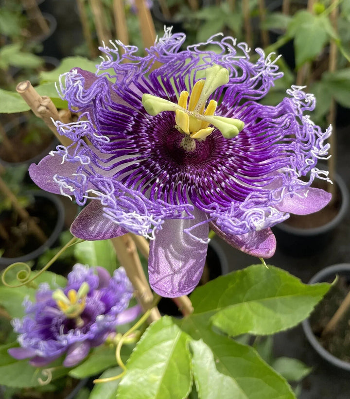 Passion Flower Seeds Purple – Heirloom, Non-GMO Seeds for Planting