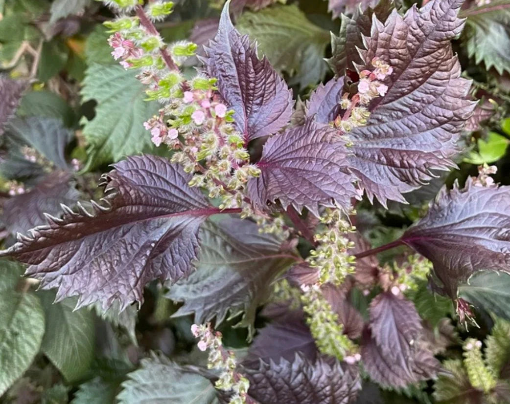 Purple Frutescens herb seeds
