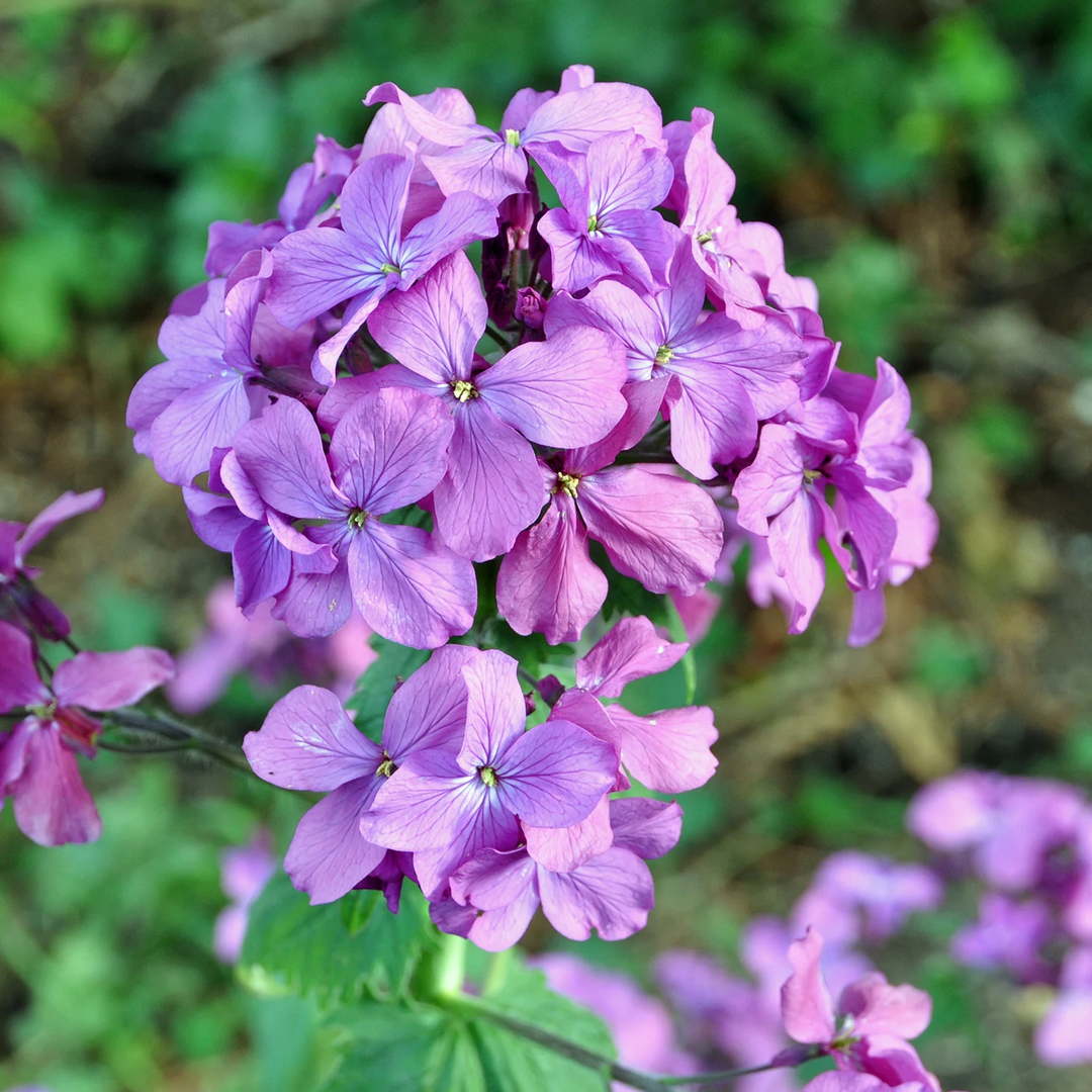 money plant flower seeds