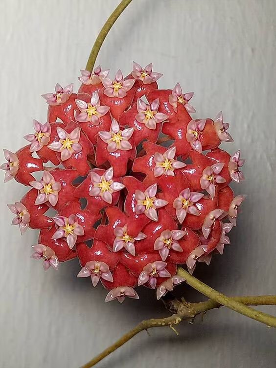 Semillas de flor gigante Hoya Carnosa Roja – Semillas reliquia no transgénicas de alta germinación