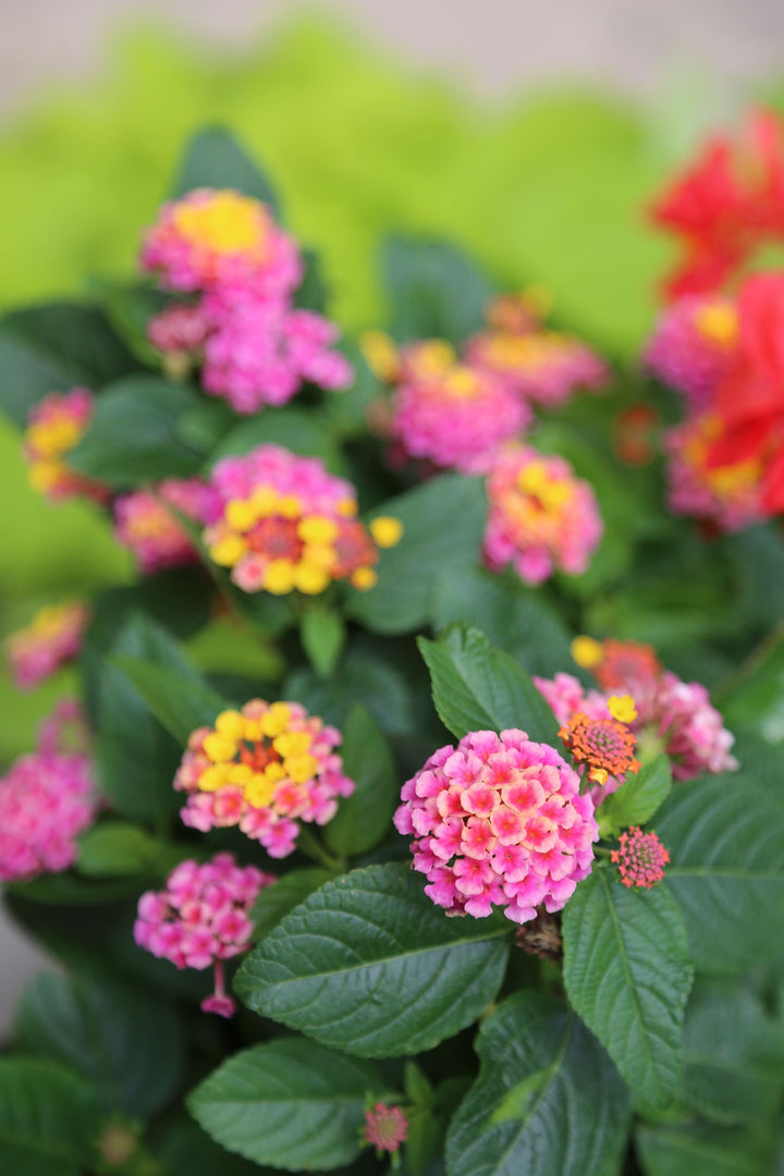 Pink Yellow Lantana Flower Seeds – Heirloom Non-GMO High Germination Seeds