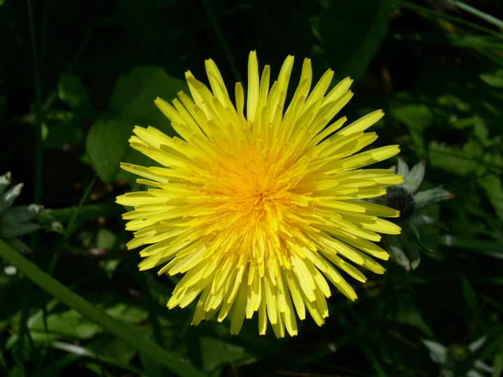 Yellow Dandelion Flower Seeds – Heirloom Non-GMO High Germination Organic Seeds